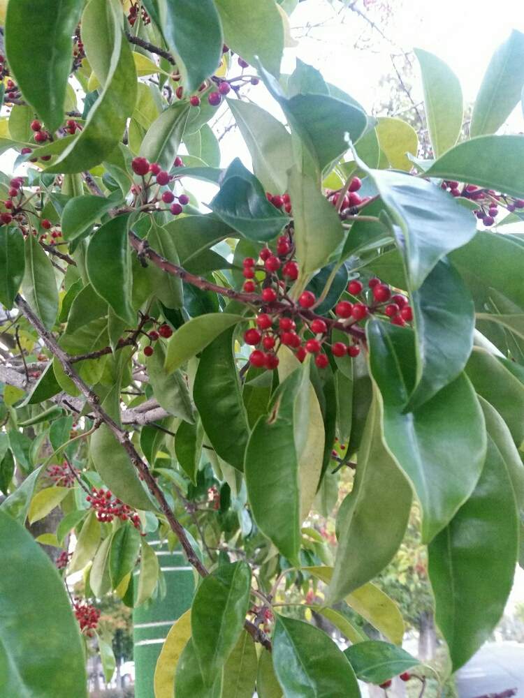クロガネモチの投稿画像 By りりろんさん 木の実と樹木と街路樹と赤い実と冬も緑 18月12月28日 Greensnap グリーンスナップ