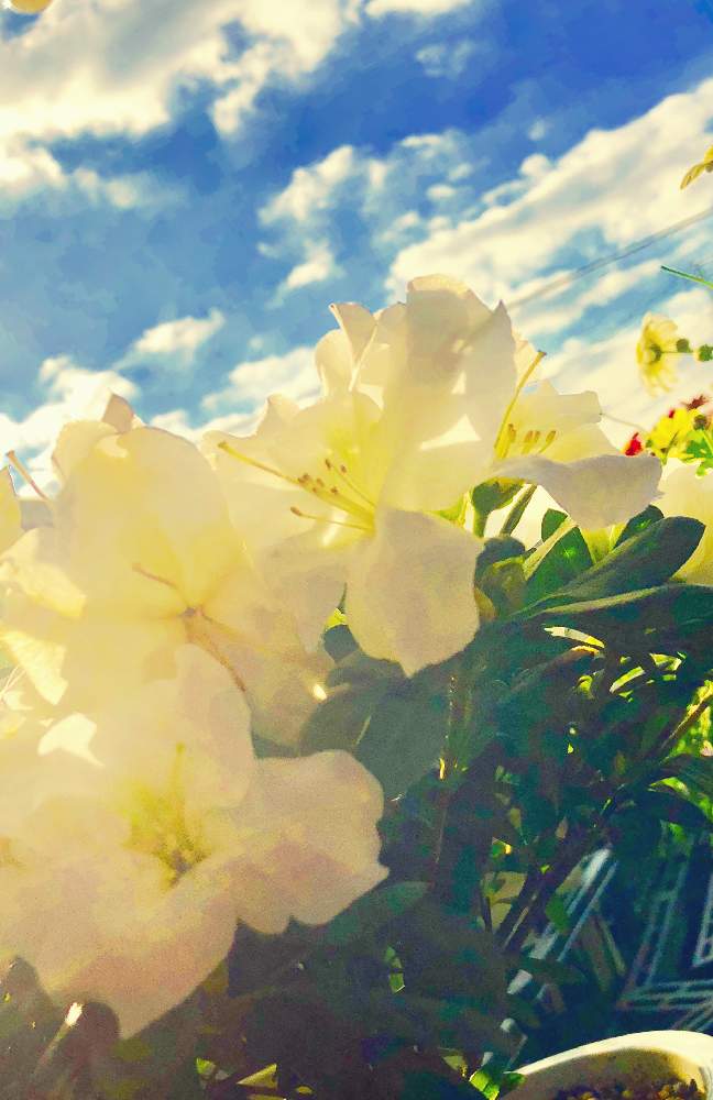 やっぱり花があると明るいね の投稿画像 By 花の夢さん 愛の形と平和を願う と花のある暮らしと鬼嫁とやっぱり花があると明るいね と愛の形と平和 を願う と花のある暮らしと鬼嫁 18月12月29日 Greensnap グリーンスナップ Greensnap グリーン