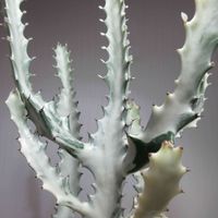 ユーフォルビア属,ユーフォルビア・ラクテア,ユーフォルビア ホワイトゴースト,多肉植物,観葉植物の画像