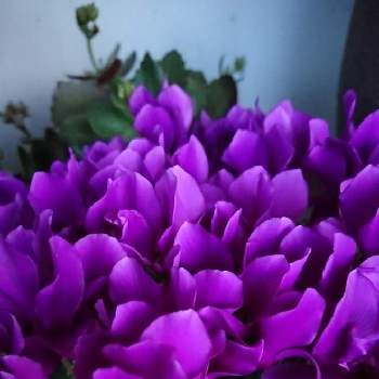 シクラメン セレナーディア アロマブルーの画像 by ＹＵＭＩＫＯさん | 玄関とスマホ撮影と花が好き❤とシクラメン セレナーディア アロマブルーときれいといい香りと花のある暮らしといい色♡と素敵