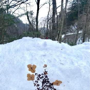 雪の中の投稿画像一覧 Greensnap グリーンスナップ