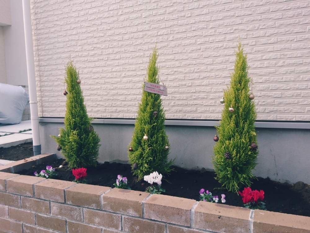 ガーデンシクラメンの投稿画像 By Mariさん ゴールドクレストとビオラと花のある暮らし 18月12月30日 Greensnap グリーンスナップ