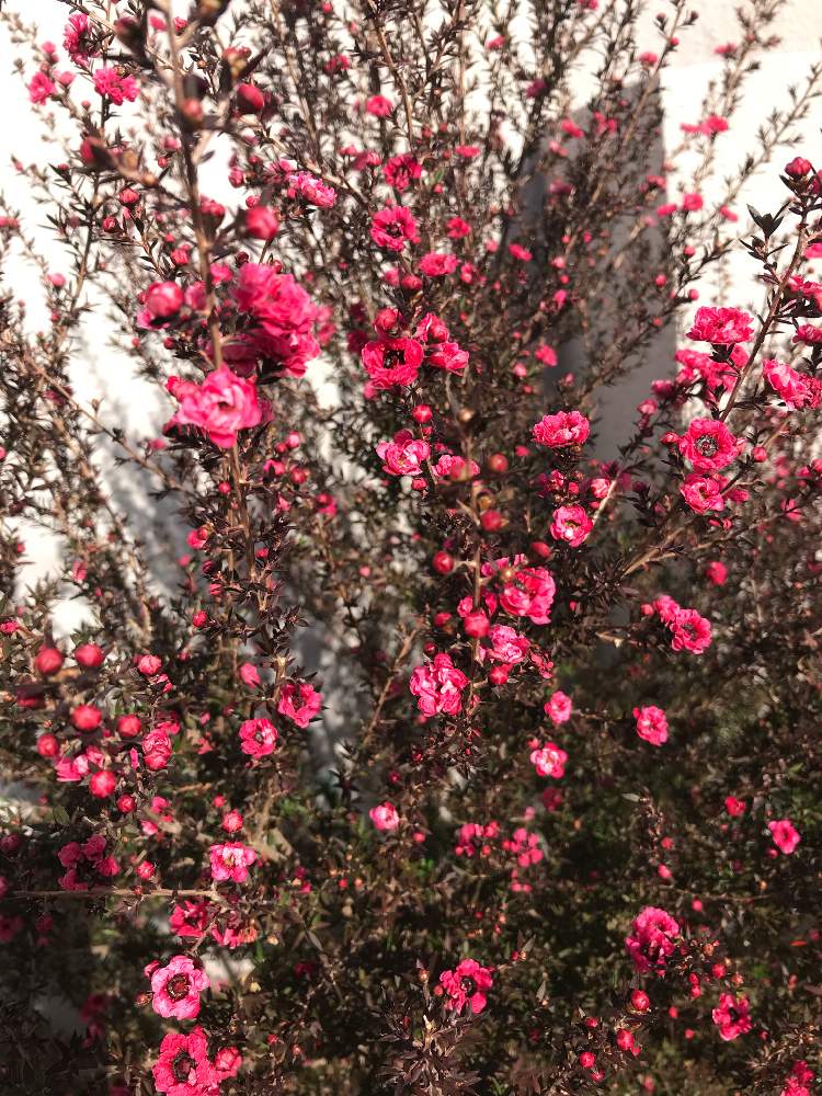 ギョリュウバイの投稿画像 By Keiさん エントランスとピカピカと濃いピンク色と綺麗と可愛いと小さい花と花のある暮らしとピカピカと濃いピンク 色と綺麗と可愛いと小さい花と花のある暮らし 18月12月30日 Greensnap グリーンスナップ Greensnap グリーン
