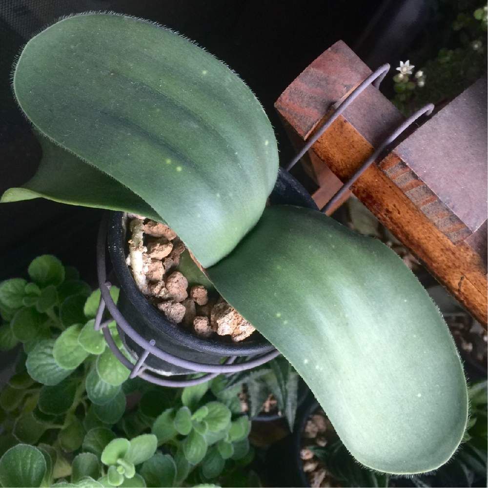 ハエマンサス(マユハケオモト)　鉢植え　光