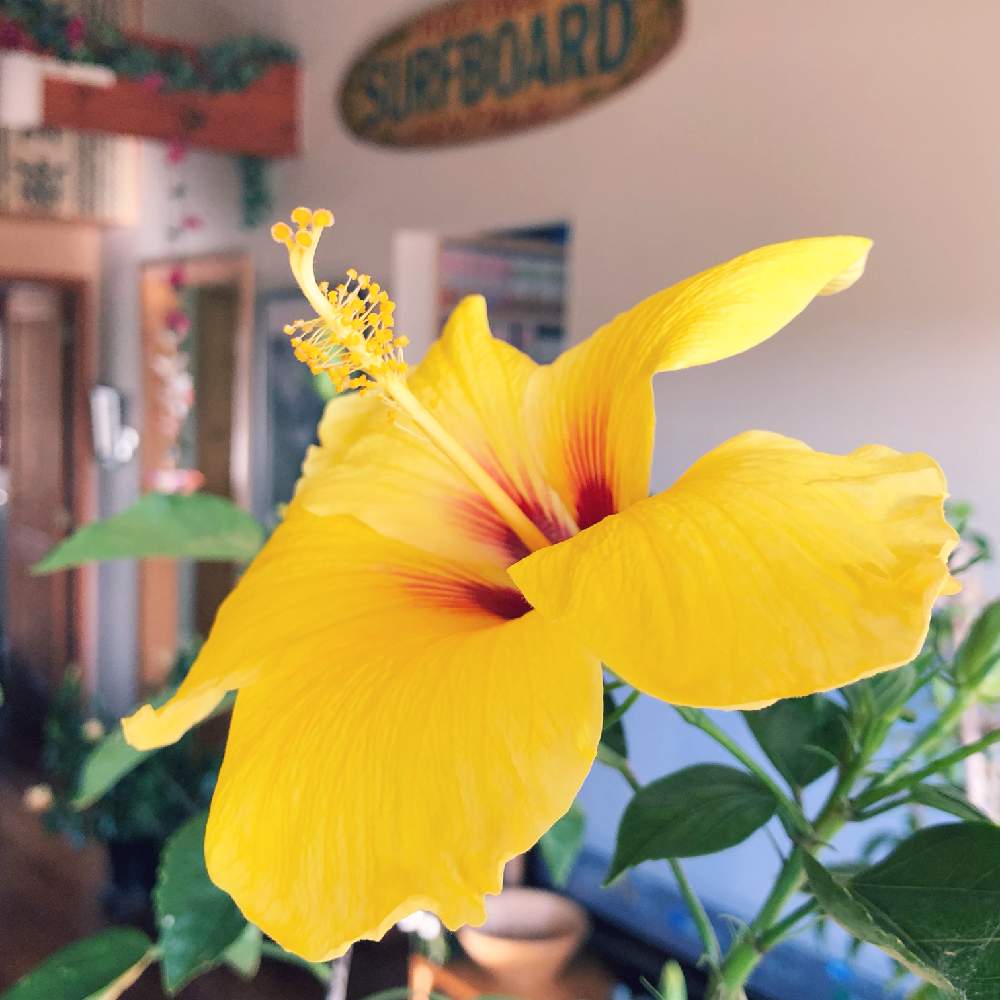 ハイビスカスの投稿画像 By Alohanobさん きょうのハイビスカスとhawaiiとalohaとハワイの植物とalohanobと花のある暮らし 18月12月30日 Greensnap グリーンスナップ
