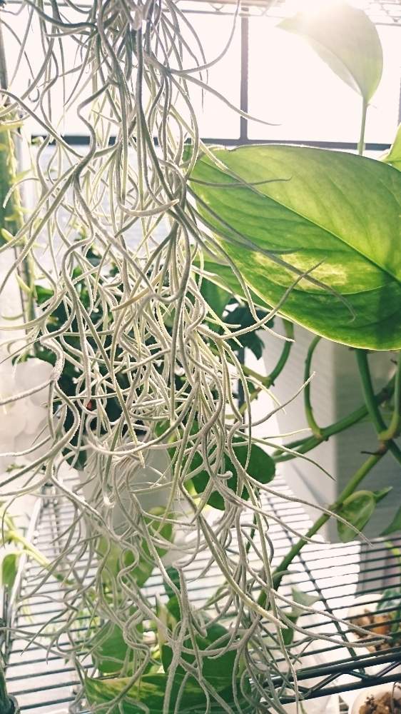 ポトスの投稿画像 By 92さん ウスネオイデスと冬越しと植物中毒患者とエアープランツウスネオイデス と植物がモデルと植中毒とチランジア属と完全に植中毒と美しいとウスネさんかわいいねとt ウスネオイデスとエアプランツ 18月12月30日 Greensnap グリーンスナップ