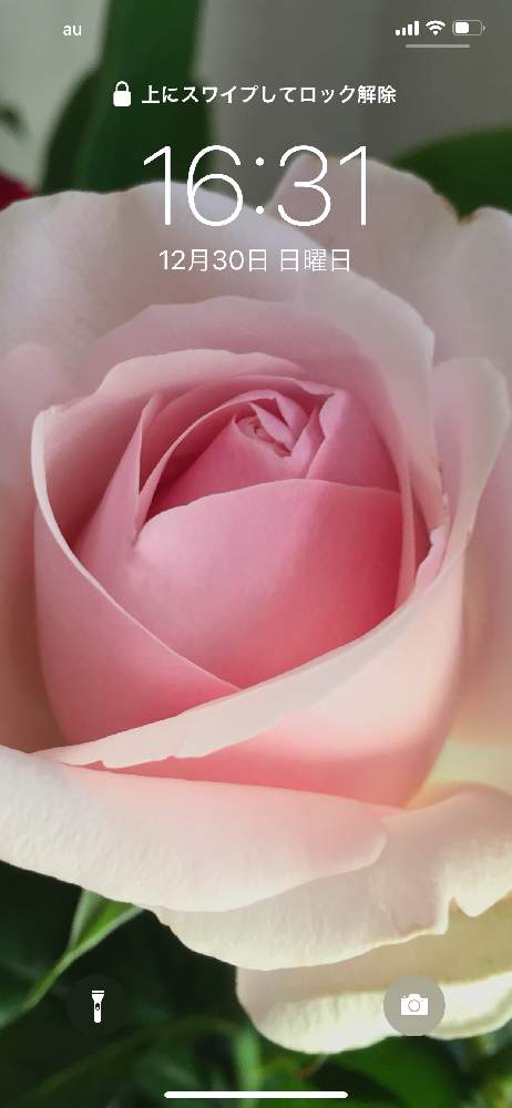 セイレーン 薔薇の投稿画像 By えりー さん 待受画面と薔薇 と切り花 18月12月30日 Greensnap グリーンスナップ