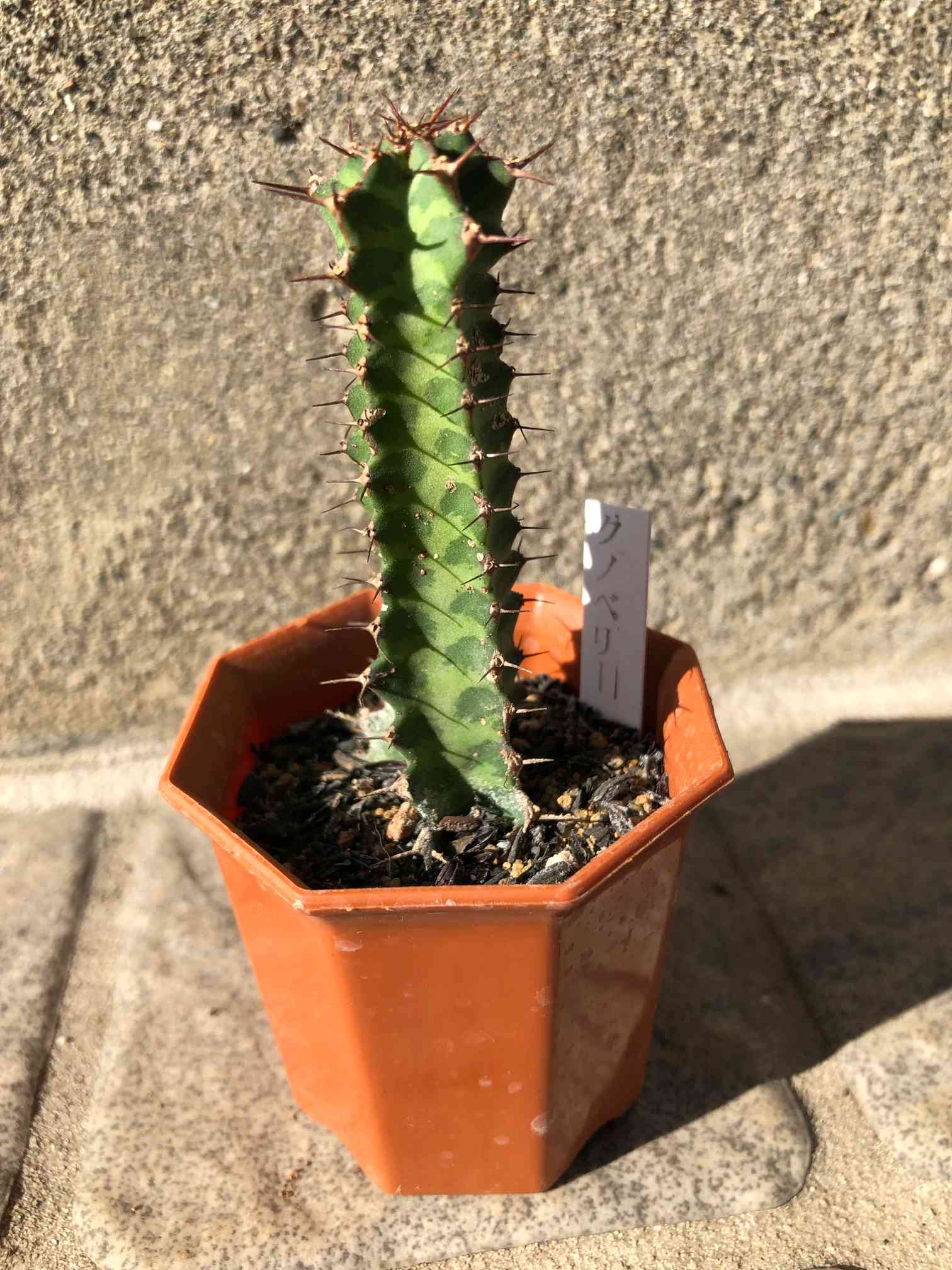 ユーフォルビア・ノベリー(閃光閣) 2号｜🍀GreenSnap（グリーンスナップ）