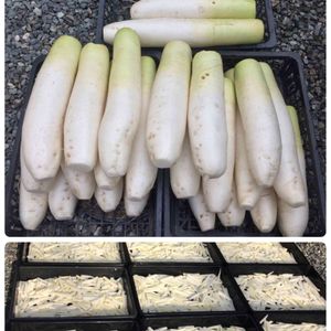 青首大根,はたけ,収穫,収穫物,自家製野菜の画像