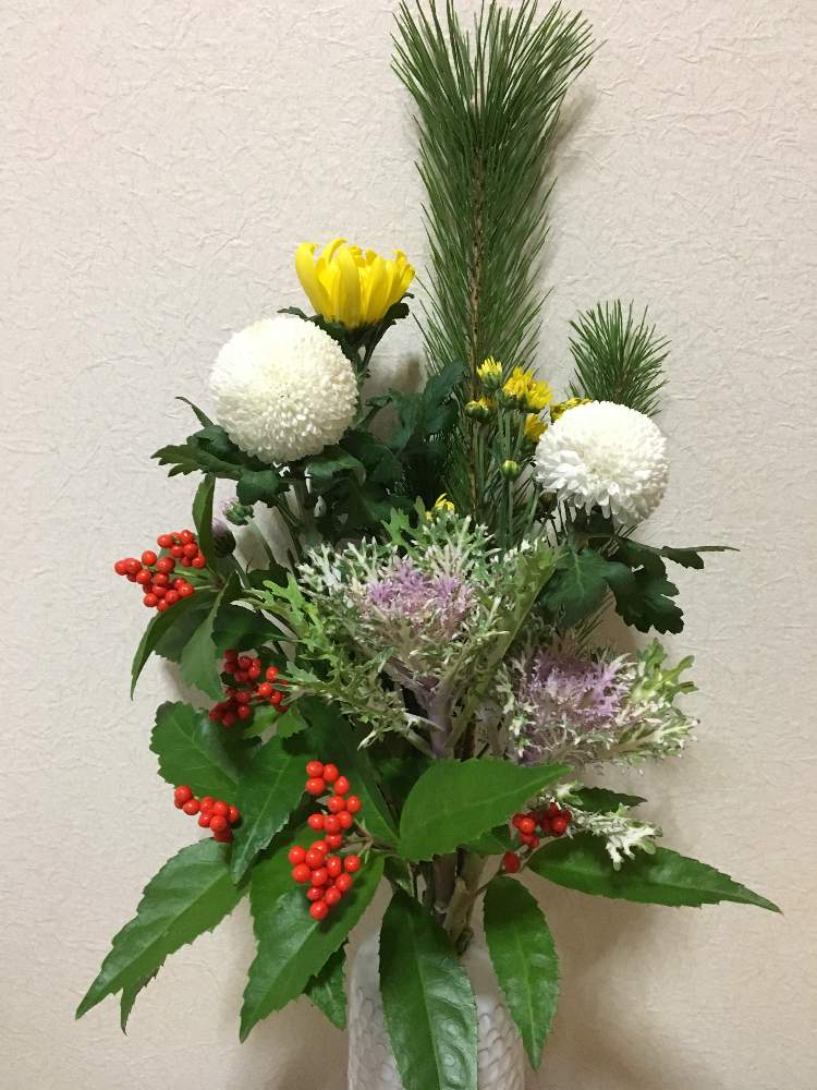飾り松の投稿画像 By Motominさん 季節の花を楽しむと葉牡丹 と暮らしを楽しむと千両 と暮らしを彩るとポンポン菊 と正月飾り花と新年を待つ 2018月12月31日 Greensnap グリーンスナップ