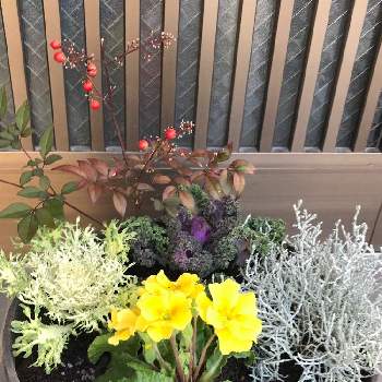 楽しい時間をありがとう の投稿画像一覧 Greensnap グリーンスナップ