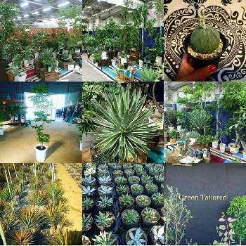 幸竜園の画像 by YUKIさん | 観葉植物と植物のある暮らしと幸竜園と観葉植物生産者とベストナイン2018