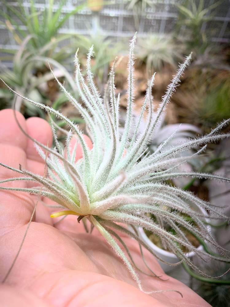 チランジアテクトラムの投稿画像 By もったんさん チランジア テクトルムと成長が楽しみと19とエアープランツ とチラ熱上昇中とブロメリアとチラ中毒と発根と珍奇植物と花のある暮らしとチララックとエアープランツ チランジア 19月1月1日 Greensnap グリーン