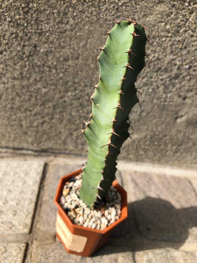 ユーフォルビア・大鳳角(コエルレセンス)1号｜🍀GreenSnap（グリーン
