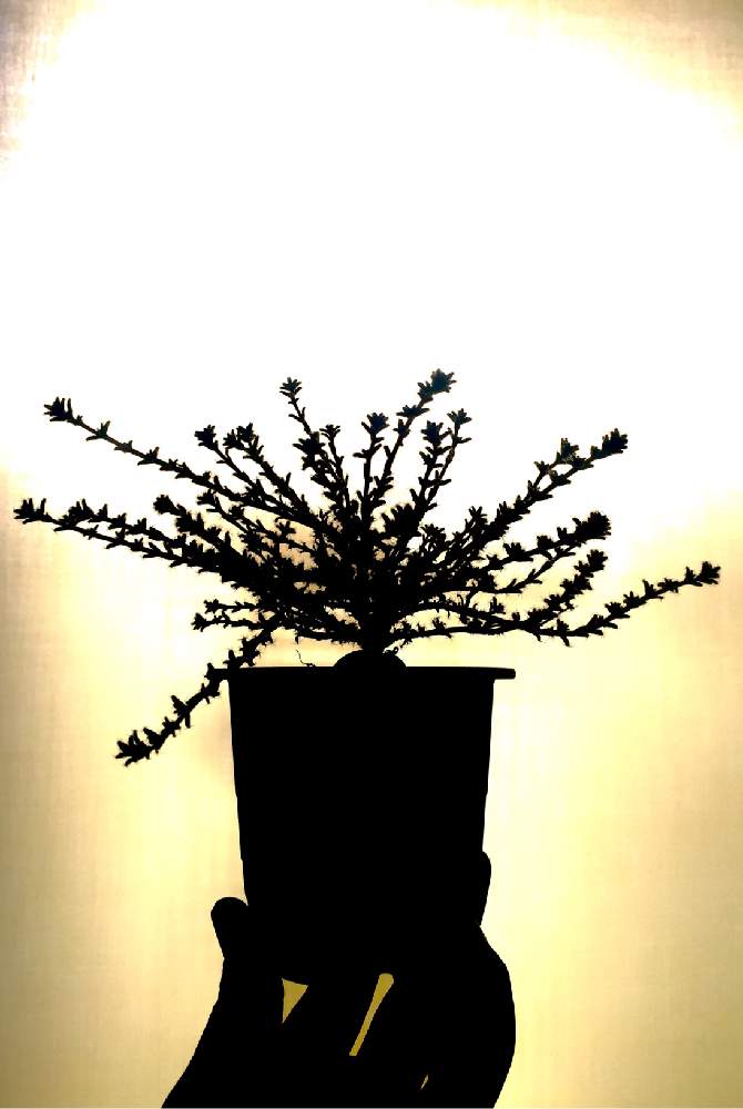 トリコディアデマ 紫晃星 の投稿画像 By Cuさん マイ コレクションと南向き配置をゲット と塊マイノリティと観葉植物とトキメキタッチ と ライトアップグリーン フォトコンテスト 18とコーデックスと今日の一枚と自己流とナチュラルスタイルと珍奇植物と花のある