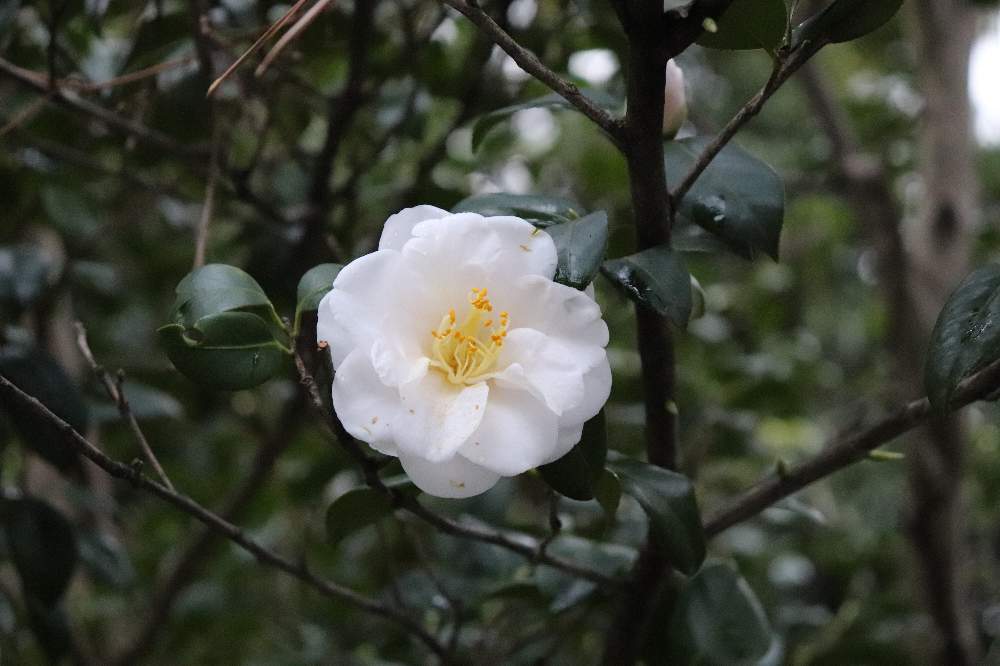 山茶花の投稿画像 By Noby Jpさん サザンカと花のある暮らしと皇居と花のある暮らしと皇居 19月1月3日 Greensnap グリーンスナップ Greensnap グリーンスナップ