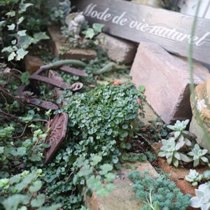 アイビー,朧月,パリダム,秋麗,白檀の画像