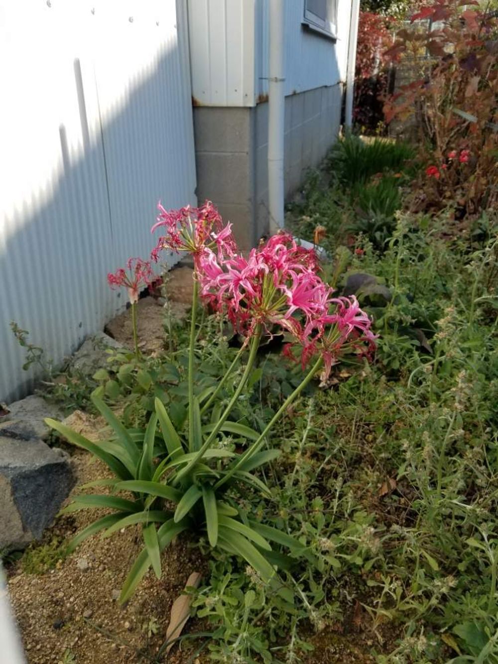 ダイヤモンドリリー(ネリネ)　地植え　赤い花　半日陰