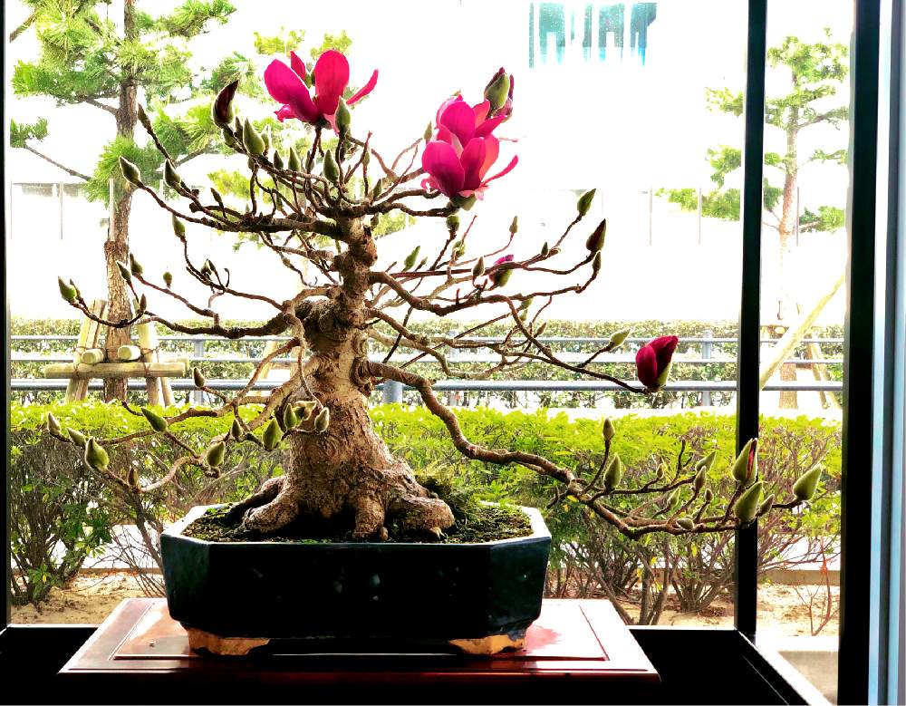 シモクレン 紫木蓮 の投稿画像 By 盆栽大樹園さん レンタルと盆栽貸鉢と盆栽大樹園と盆栽とインテリアグリーン 19月1月3日 Greensnap グリーンスナップ