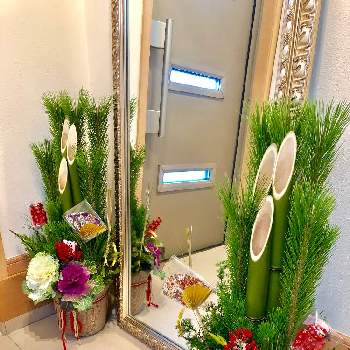 不老長寿の投稿画像一覧 Greensnap グリーンスナップ