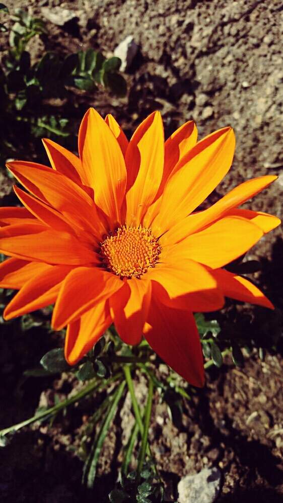 ガザニアの投稿画像 By もりーよさん オレンジ色の花と花のある暮らし 19月1月3日 Greensnap グリーンスナップ
