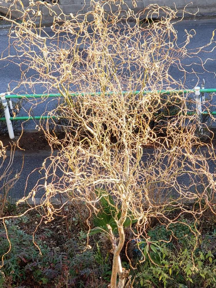 印刷可能 雲竜柳 育て方 誕生 日 ライン 友達