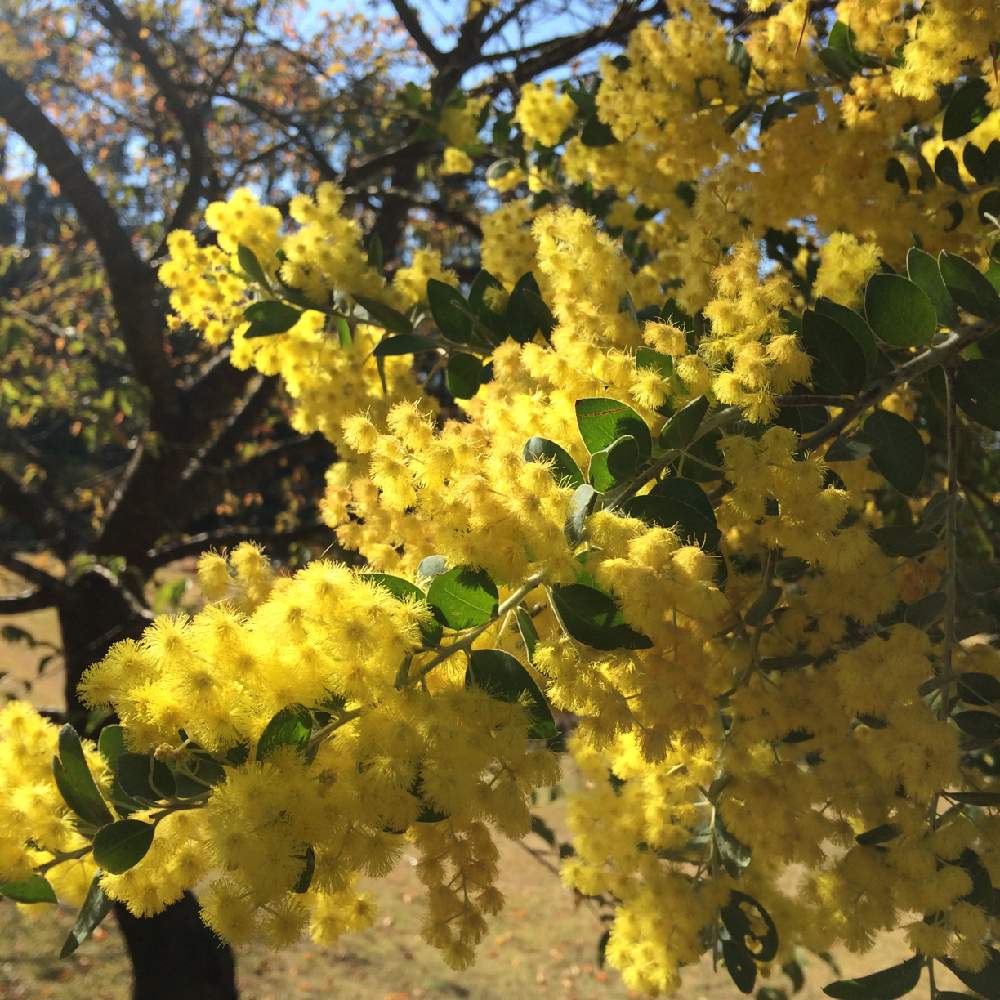 花のある暮らしの投稿画像 By ちこさん 春への憧れとパールアカシア と黄色い花とアカシアの木とマメ科と黄色いお花大好き協会 19月1月4日 Greensnap グリーンスナップ