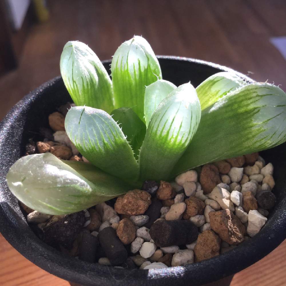 ハオルチアの投稿画像 By Curio 1649さん オブツーサとオブツーサマスカットと多肉植物と放置栽培とハオルチア属と植中毒 19月1月4日 Greensnap グリーンスナップ