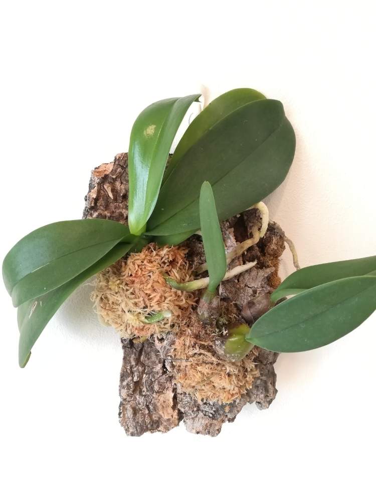 ミニ胡蝶蘭の投稿画像 By 213さん バルボフィラム ウェンドランディアナムと洋蘭と観葉植物とバルボフィラムと植欲と植中毒と流木と洋ラン とコルク着生と活着と蘭の仲間 19月1月4日 Greensnap グリーンスナップ