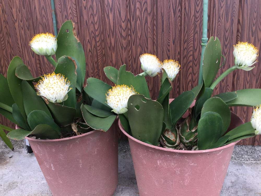 ハエマンサス(マユハケオモト)　鉢植え　白い花