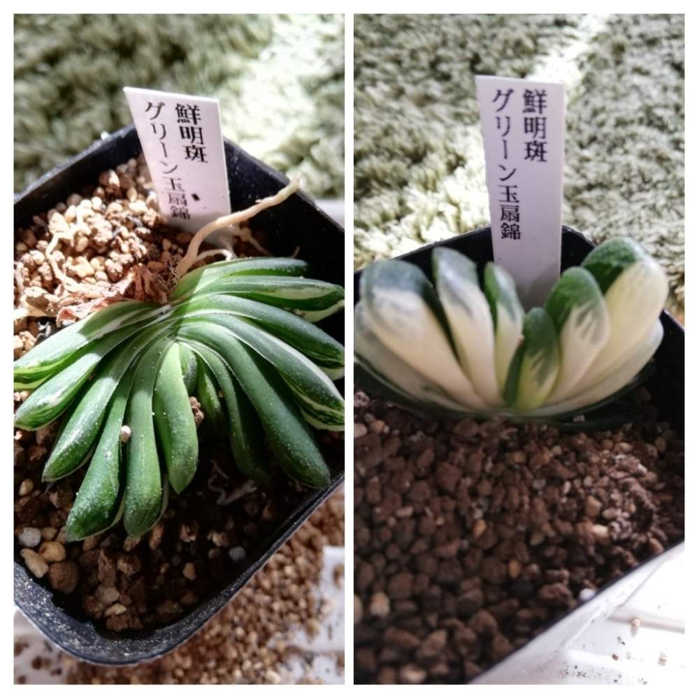 グリーン玉扇錦の投稿画像 By タカシさん グリーン玉扇錦と多肉中毒と愛知と多肉男子とハオルチア属と多肉福袋と半日陰と多肉超初心者とハオルチア グリーン玉扇と植中毒とカクタスニシとハオルチア中毒と上昇するエンゲイ係数とタニラーとタニク初心者 19月1月4日