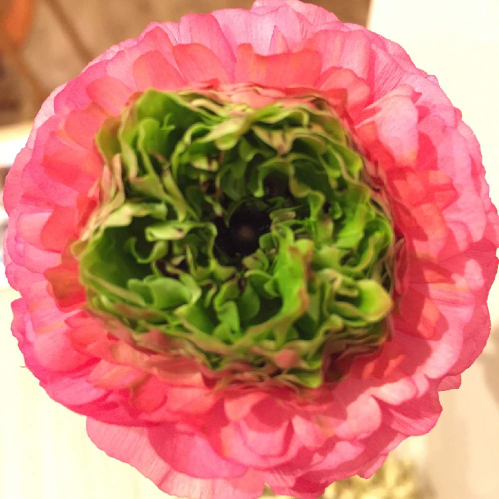 ピント甘々の投稿画像 By Aiaiさん よってみましたといちりんざしと ラナンキュラスと花のある暮らしとピンクと黄緑 19月1月4日 Greensnap グリーンスナップ