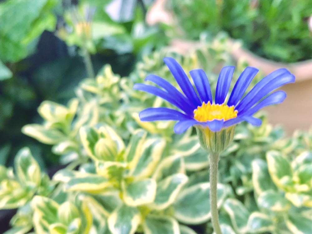 ブルーデージー の投稿画像 By りりぃさん 斑入り と斑入りが好き とブルーの花と黄色と青のコントラストとマイガーデンと季節を楽しむとno Green No Lifeと素敵な出会いに感謝とありがとう 2019月1月5日 Greensnap グリーンスナップ