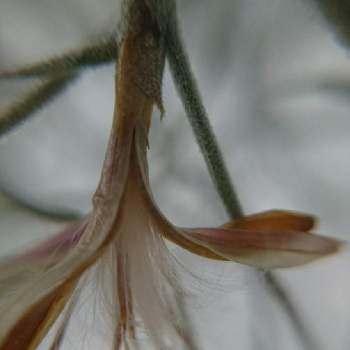 これまでで最高のウスネオイデス 花 すべての美しい花の画像