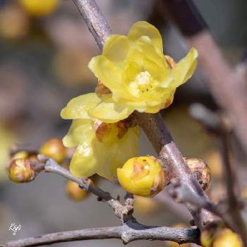 透き通るような花の画像 by Jiroさん | ロウバイと蝋梅とソシンロウバイと黄色い花と透き通るような花と公園の樹木