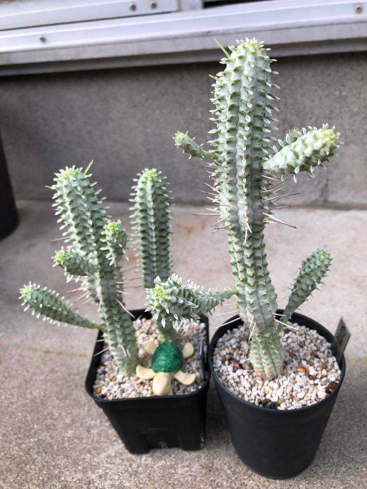 ユーフォルビア・白樺キリン｜🍀GreenSnap（グリーンスナップ）