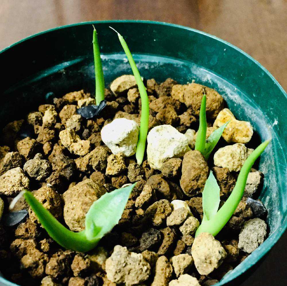 アガベ、コロラータ(武蔵坊)地植えしてます 良型|観葉植物 アガベ、コロラータ(武蔵坊)地植えしてます 良型|観葉植物