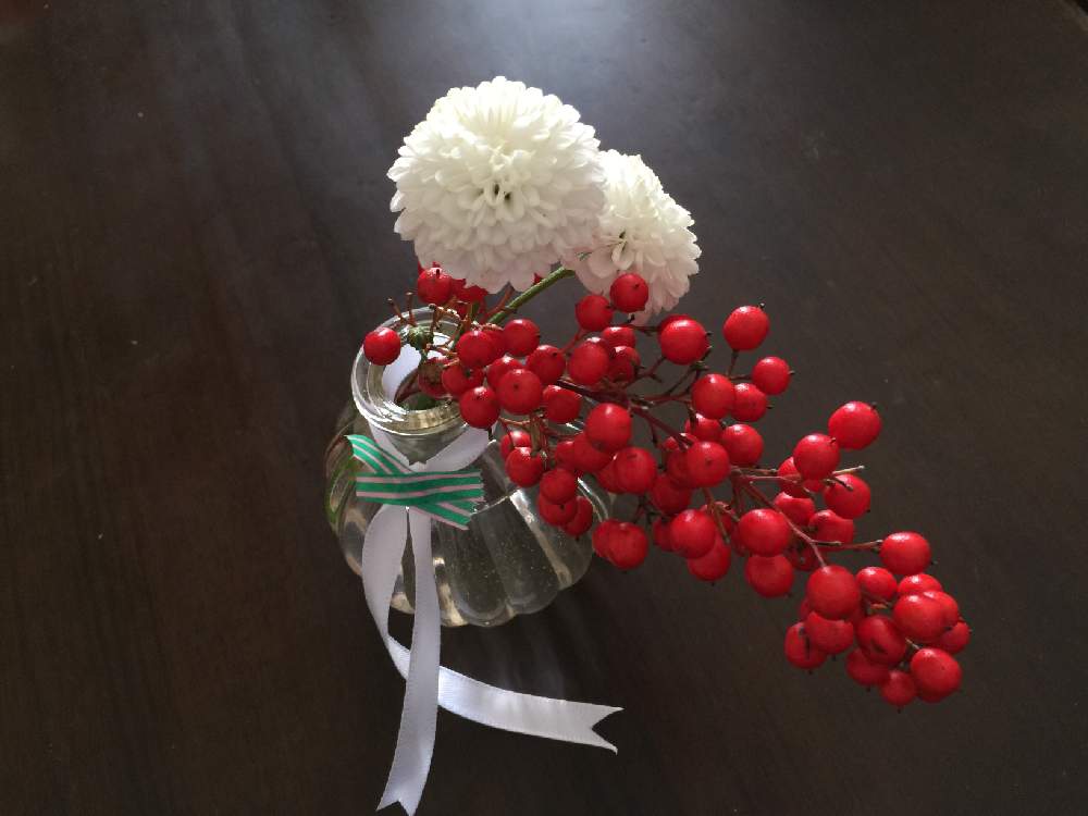 山桜小吉さんの投稿画像 19 01 05 36 18 0 Greensnap グリーンスナップ Greensnap グリーンスナップ