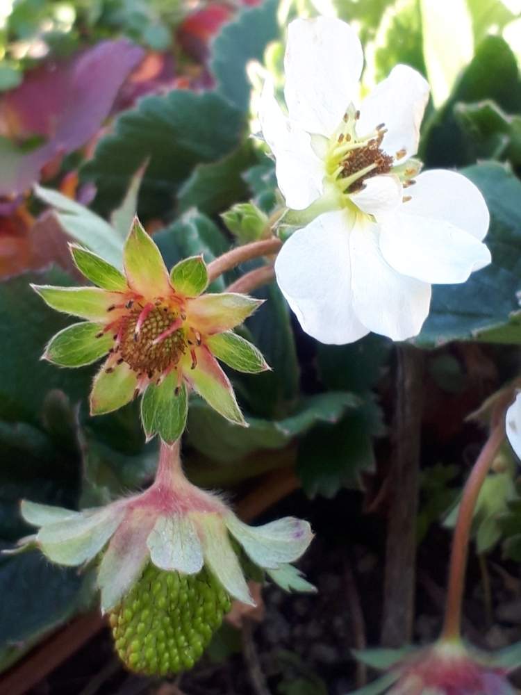 イチゴの花と実の投稿画像 By Miiさん うどん県人会と植中毒 19月1月6日 Greensnap グリーンスナップ
