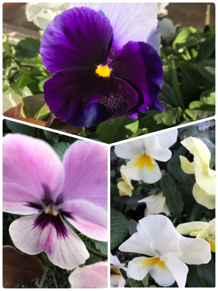 パンジー ビオラの投稿画像 By つきさん 北の大地北海道と台風21号被災者応援と白い花と紫の花とうす紫色 19月1月6日 Greensnap グリーンスナップ