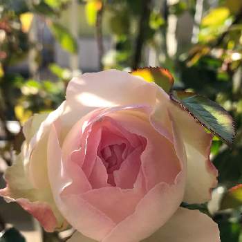 ボレロバラの投稿画像一覧 Greensnap グリーンスナップ