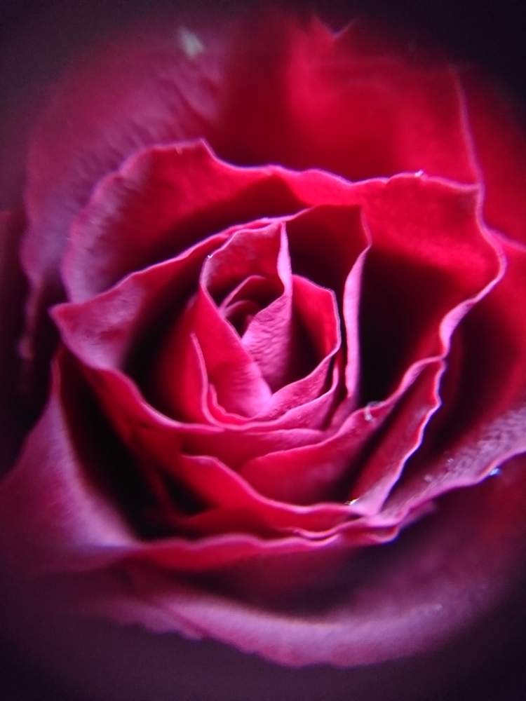 薔薇の投稿画像 By Miちゃんさん ばら バラ 薔薇とお花コーナーと見てるだけ とマクロ撮影と誕生日プレゼントと癒しの場所と花のある暮らしと頂き物と北海道と19燃えるような赤 19月1月6日 Greensnap グリーンスナップ