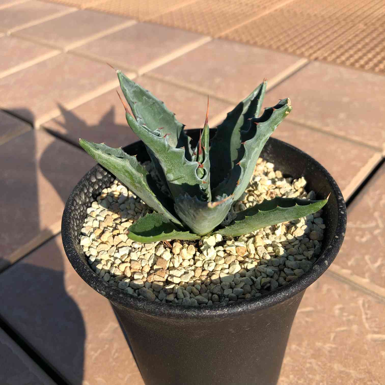 アガベモンタナ成長記録｜🍀GreenSnap（グリーンスナップ）