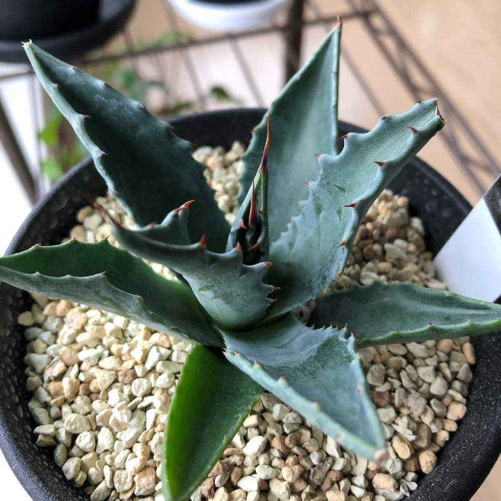 アガベモンタナ成長記録 Greensnap グリーンスナップ