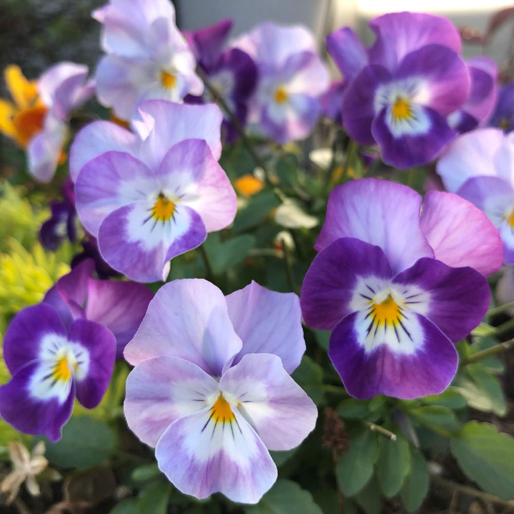 植物のある暮らしの投稿画像 By Neko1087さん ムラサキの花とビオラ パンジーとムラサキのグラデーションと花のある暮らしと紫の花と花 が好きと植物のある暮らしとムラサキの花とビオラ パンジーとムラサキのグラデーションと花のある暮らしと紫の花と花が好き 19月