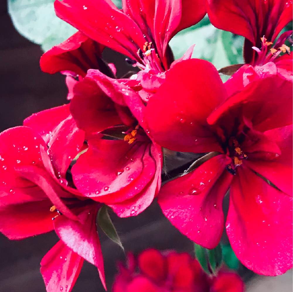 アイビーゼラニウムの投稿画像 By ゆみこさんさん ゼラニウムとあかいろと赤い花とiphone撮影と19燃えるような赤 19月1月6日 Greensnap グリーンスナップ