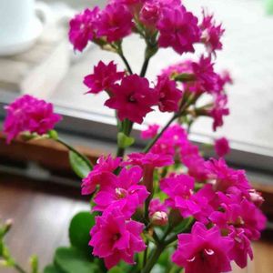 多肉植物,開花,多肉の花,ピンクの花,八重咲きの画像