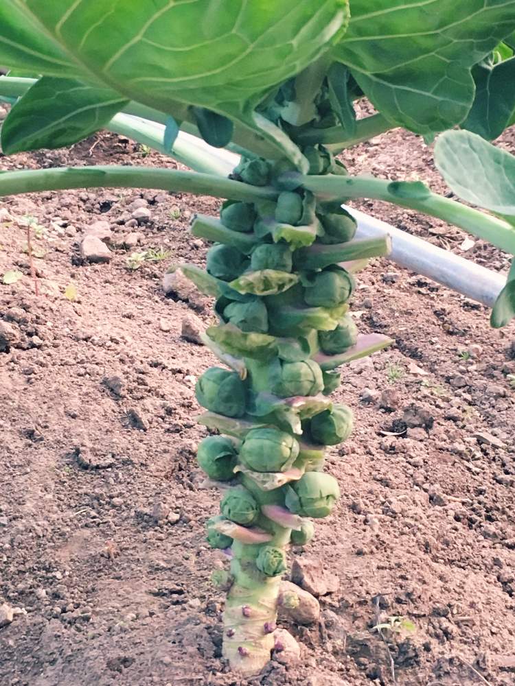 芽キャベツの投稿画像 By 三毛猫さん 家庭菜園奮闘日記と収穫の楽しみ 19月1月6日 Greensnap グリーンスナップ 芽キャベツの投稿画像 By 三毛猫さん 家庭菜園奮闘日記と収穫の楽しみ 19月1月6日 Greensnap グリーンスナップ