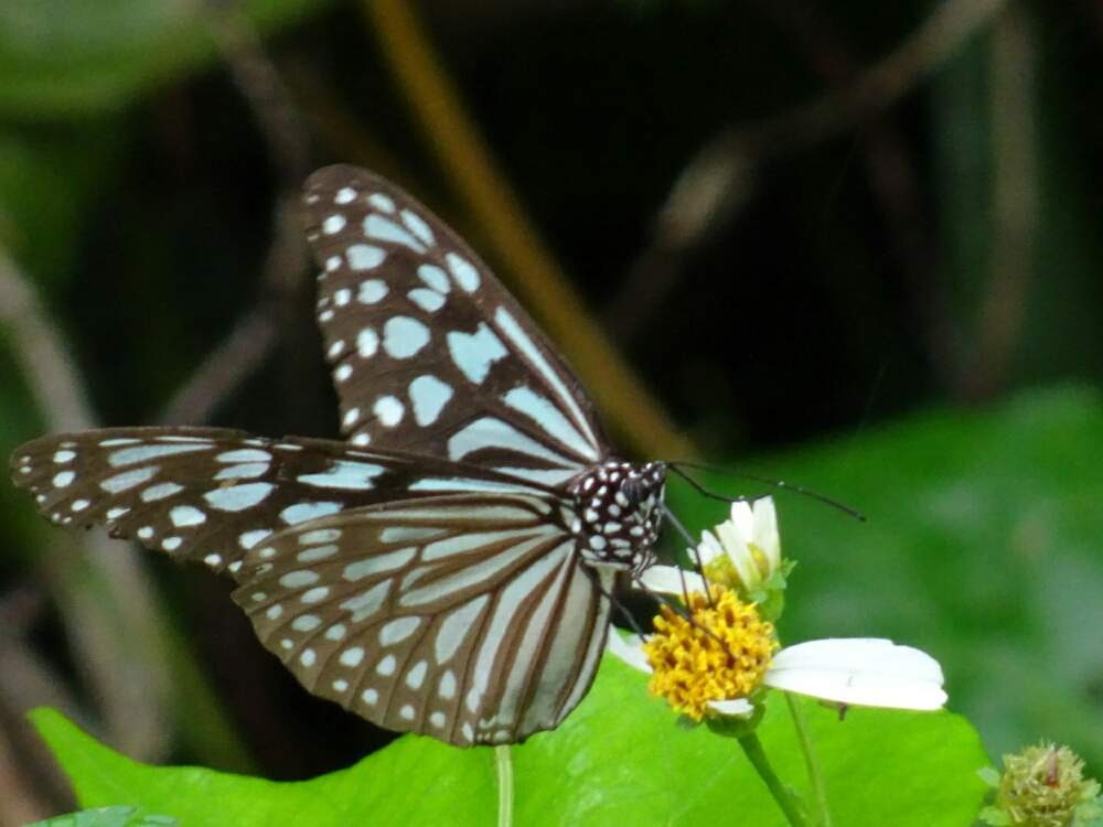 景色の投稿画像 By Chi春さん ちょうちょとgs映えと今日のいちまいと綺麗と雨の日 19月1月6日 Greensnap グリーンスナップ