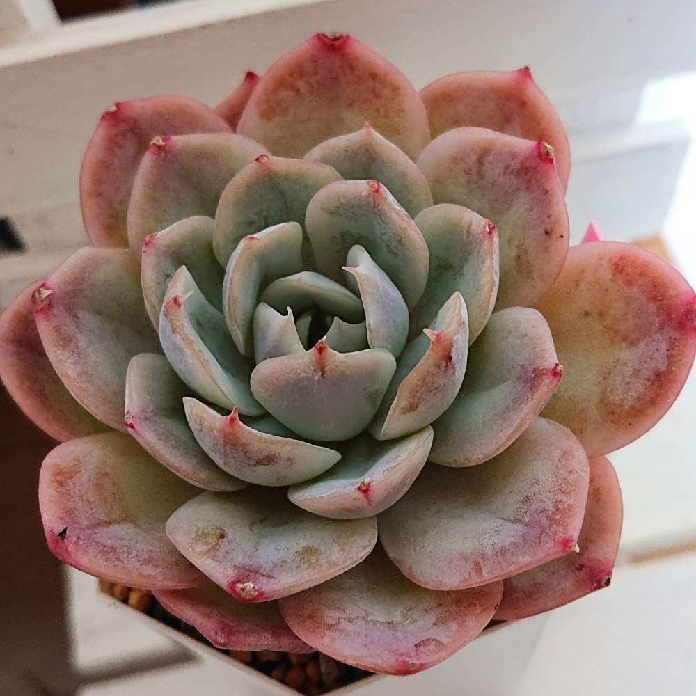 ジョセリンズジョイの投稿画像 By Re さん 部屋と多肉植物と植中毒と多肉一年生と広島タニラーとエケベリア属とタニラーと広島とジョセリンズジョイ エケベリア と多肉初心者と広島たにらーとバルコニストと多肉植物と植中毒と多肉一年生と広島タニラーとエケベリア属と